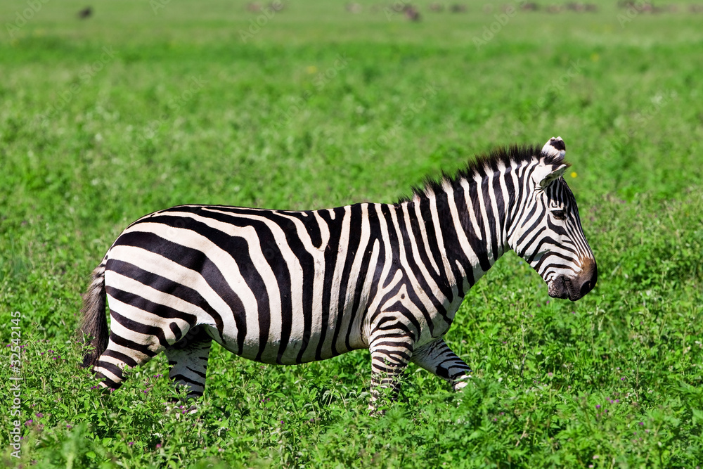 Zebra in the Serengeti National Park, Tanzania Zebra in the Serengeti National Park, Tanzania