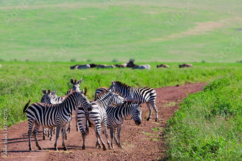 Zebras in the Ngorongoro Crater  Tanzania