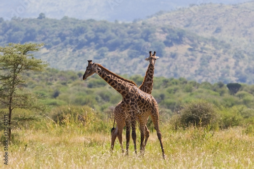 Giraffes in Tarangire National Park  Tanzania