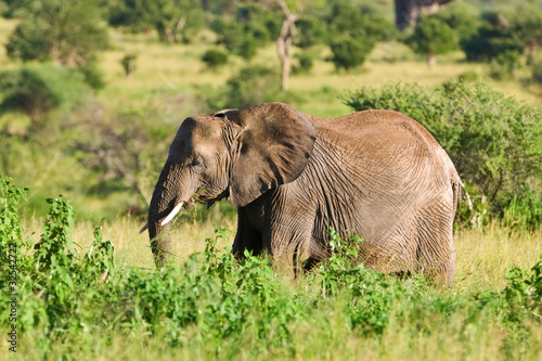 African elephant in the Tarangire National Park  Tanzania