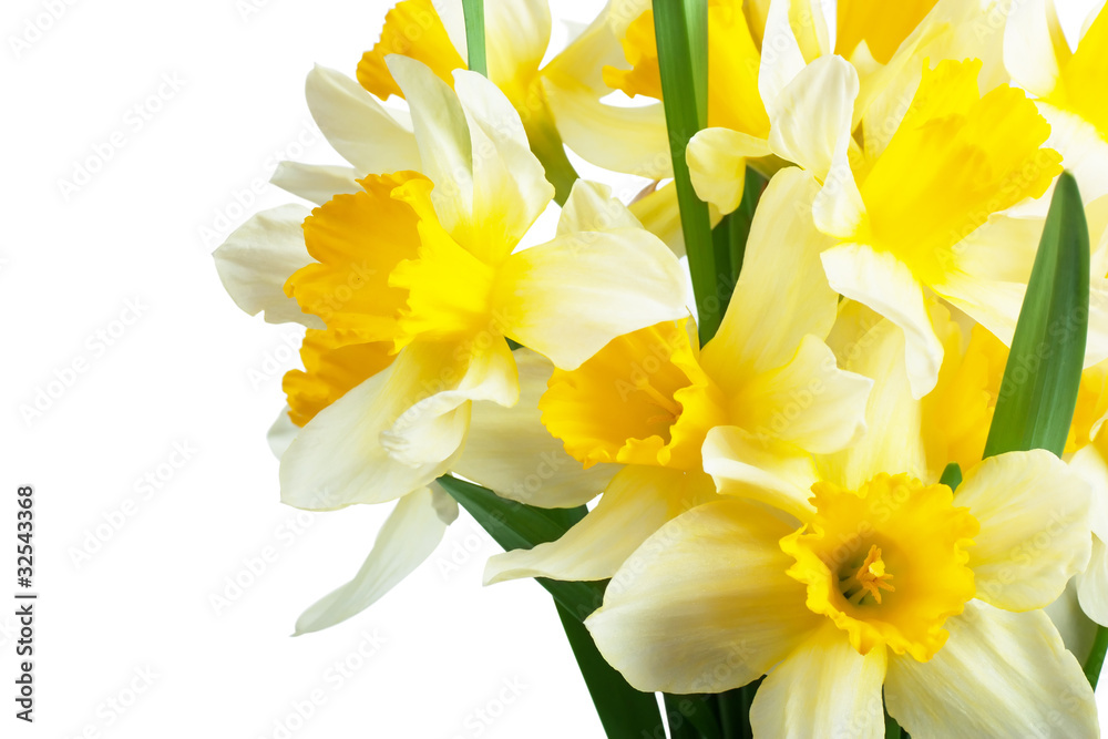 Narcissus Narcissus