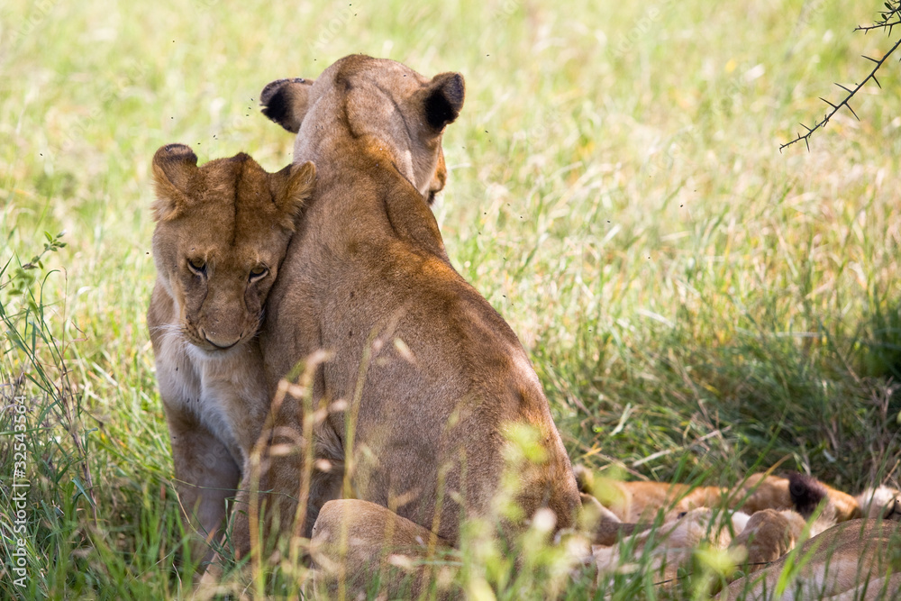 Wild african lionesses in the Serengeti National Park, Tanzania Wild african lionesses in the Serengeti National Park, Tanzania
