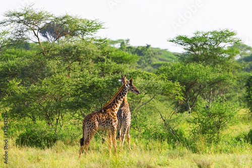 Giraffes in Tarangire National Park  Tanzania