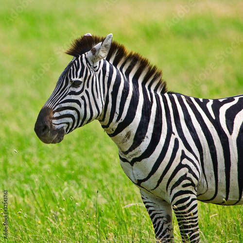 Zebra in the Serengeti National Park  Tanzania