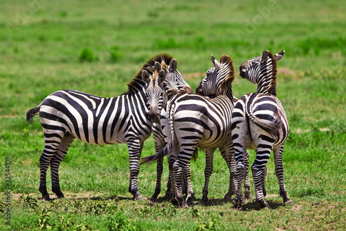 Zebras in the Serengeti National Park  Tanzania