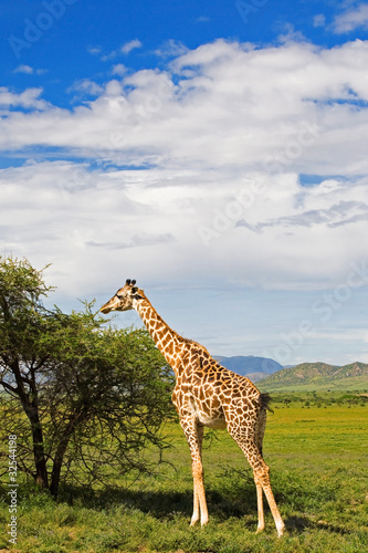 Giraffe in the Serengeti National Park  Tanzania