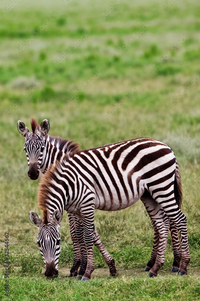 Zebras in the Serengeti National Park, Tanzania Zebras in the Serengeti National Park, Tanzania