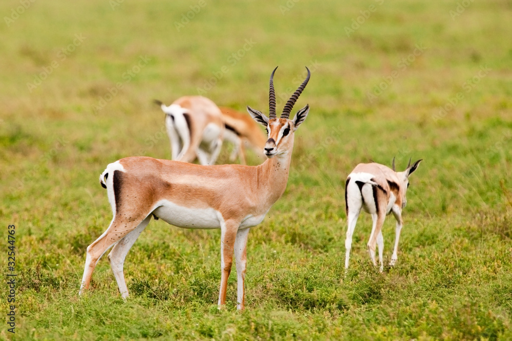 Grant's Gazelles in Serengeti National Park, Tanzania
