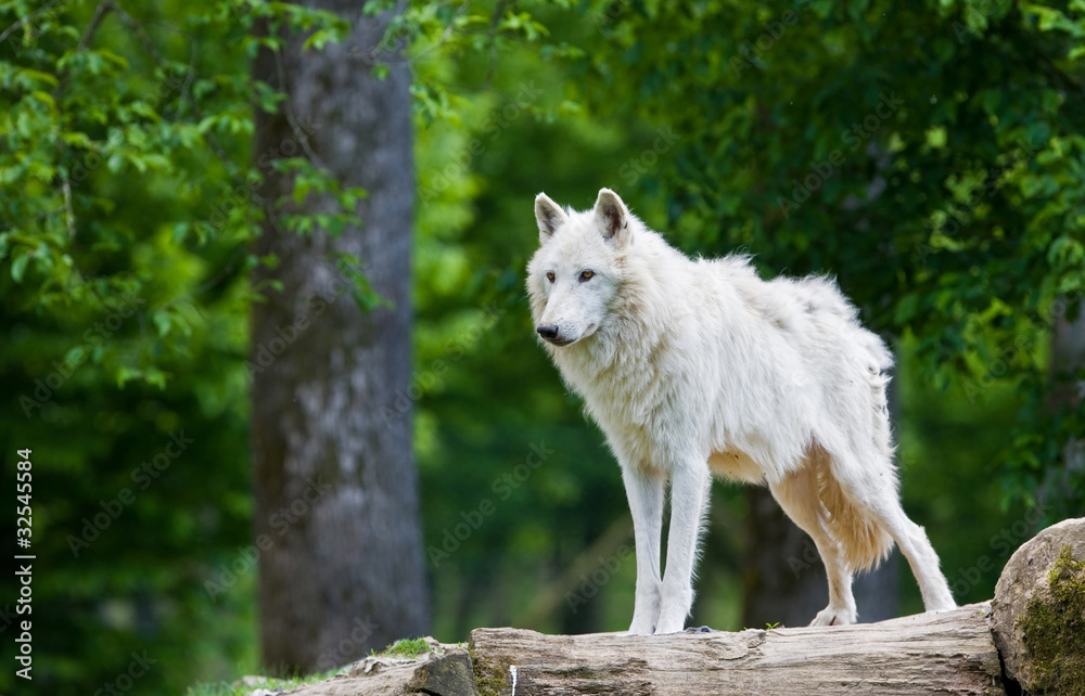 Large adult arctic wolf in the forest Large adult arctic wolf in the forest