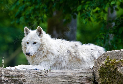 Large adult arctic wolf in the forest