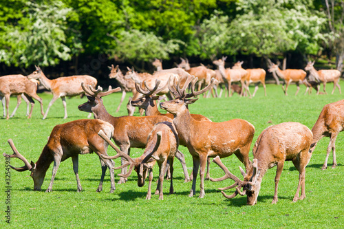 Fototapeta Naklejka Na Ścianę i Meble -  Deers on a field