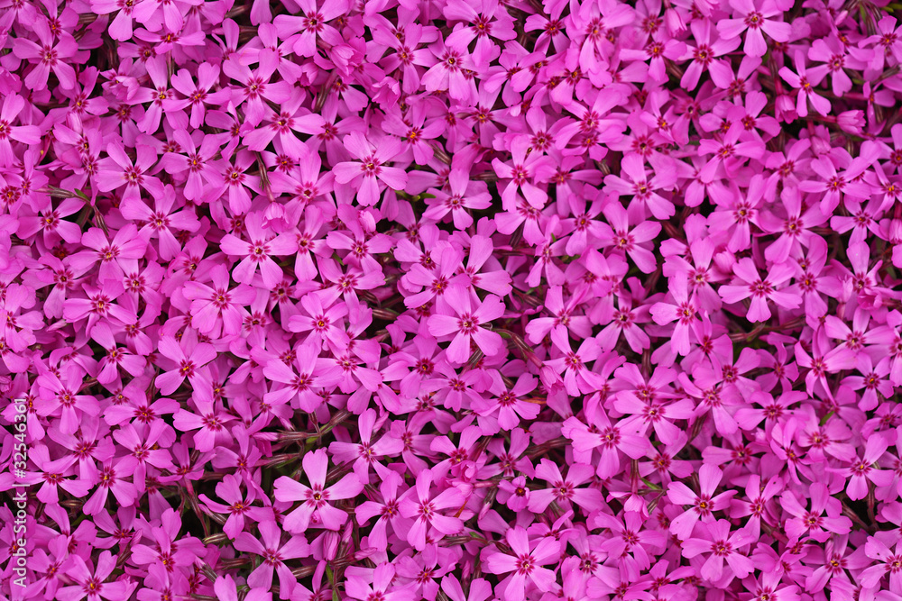Pink Dianthus ameria