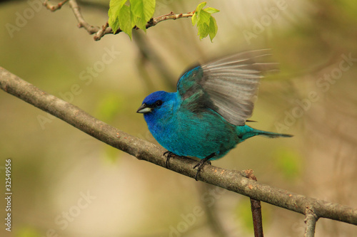 Male Indigo Bunting (Passerina cyanea) - Ontario, Canada