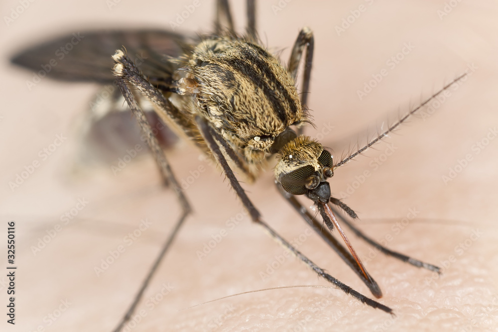 Mosquito sucking blood, extreme close-up Mosquito sucking blood, extreme close-up