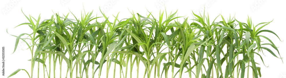 Obraz premium Border from green garden plants