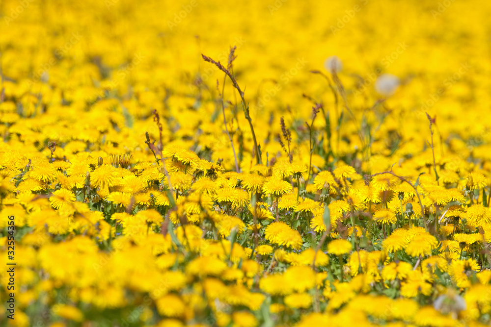 dandelion field dandelion field
