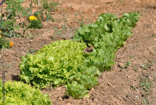 Fotografie potager