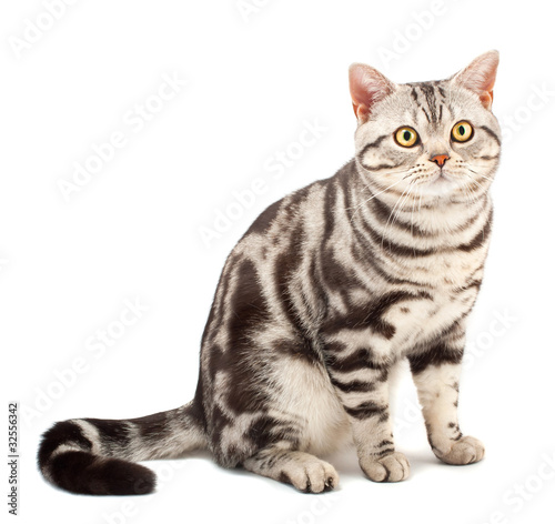 American Shorthair cat