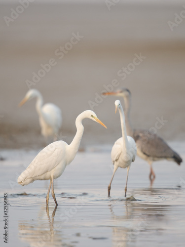 Silberreiher, Great white egret, Egretta alba
