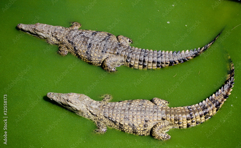 Naklejka premium Zwei Krokodile