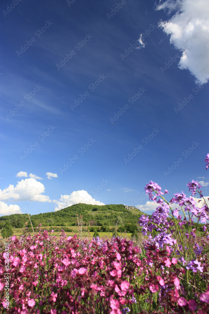 Fototapeta premium Sommerlandschaft mit Blüten