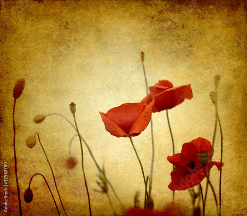 red retro poppies photo