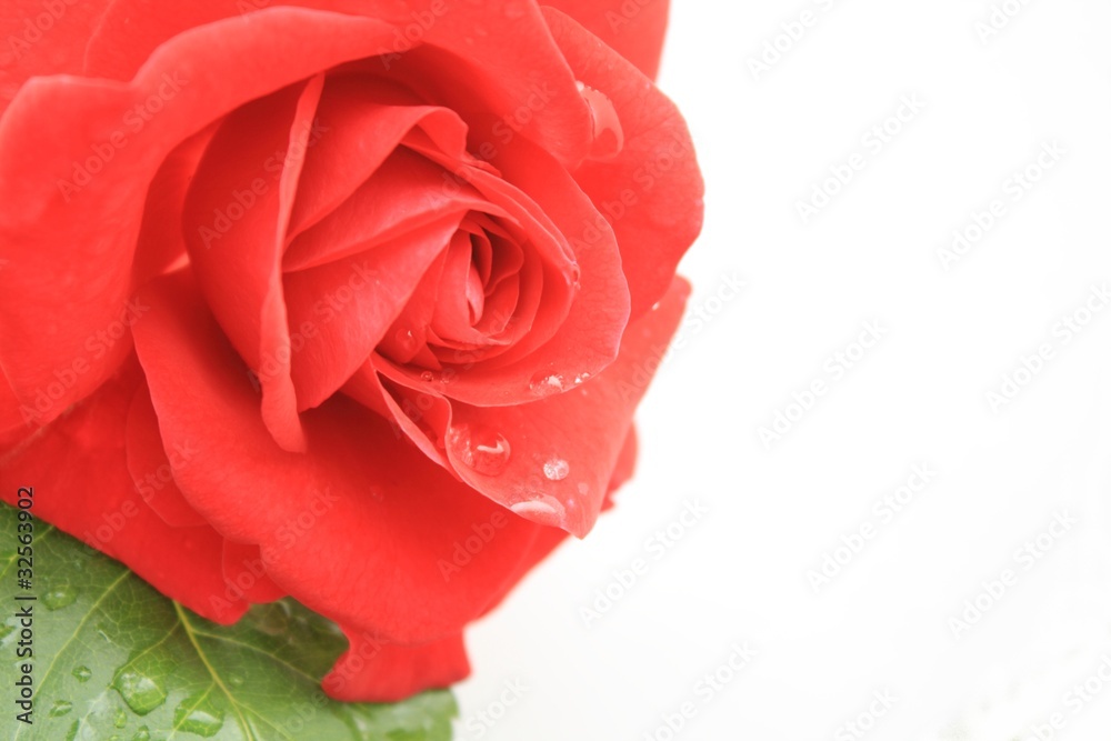 Fototapeta premium 赤いバラ
