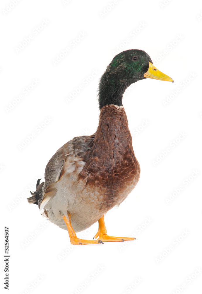 duck