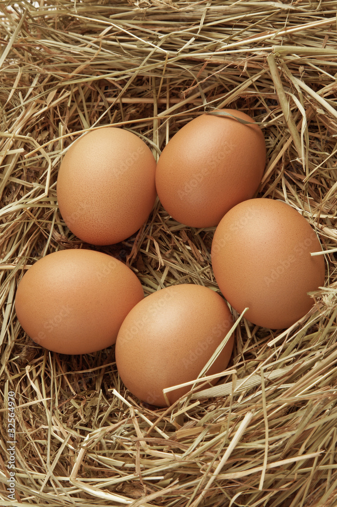 Five eggs in nest