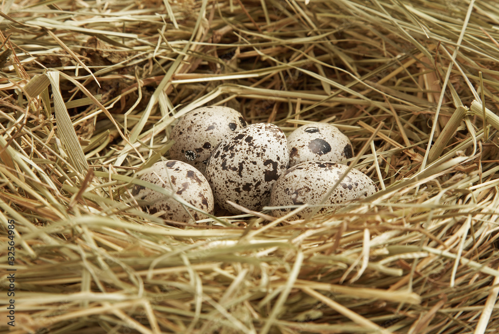 Five quail eggs in nest