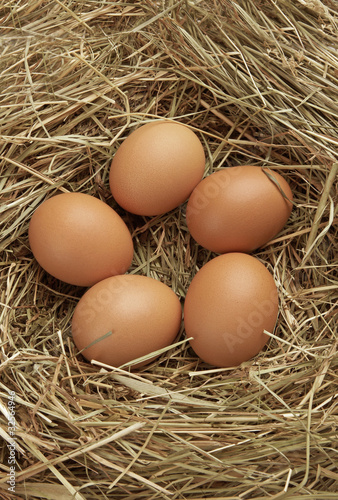 Five eggs in nest