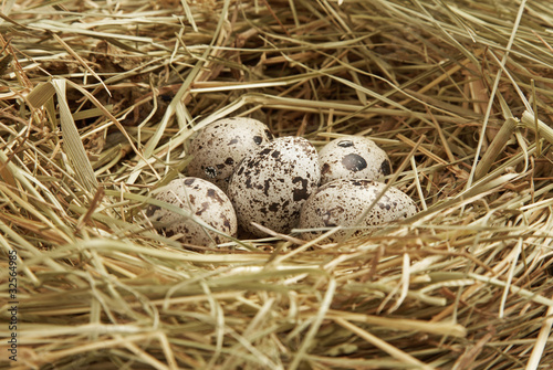 Five quail eggs in nest