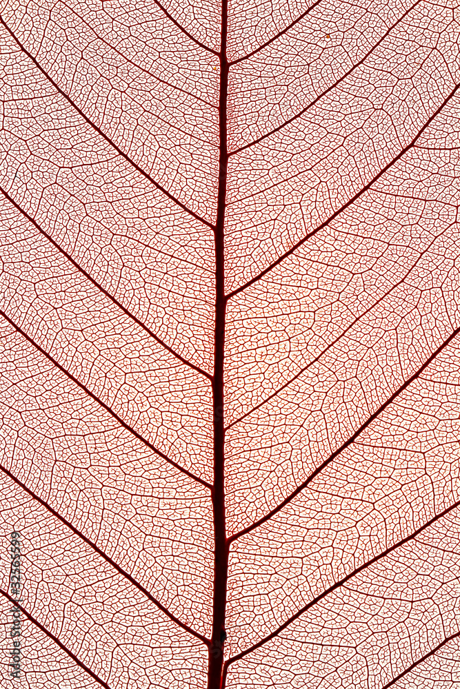 Fototapeta premium close up of leaf texture