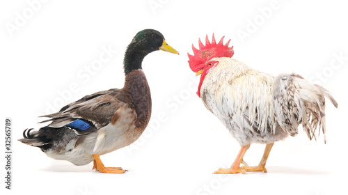 duck and cock