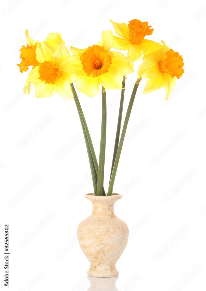 Yellow daffodils in a vase