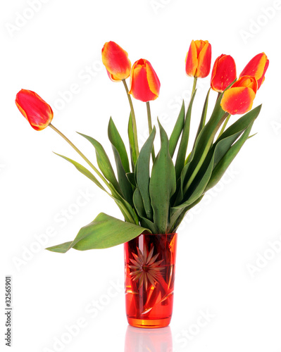 isolated tulips in a glass vase