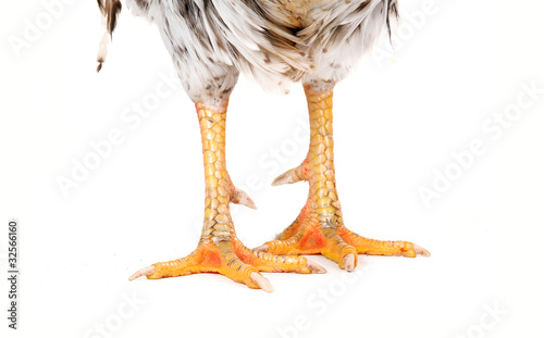 white cock photo