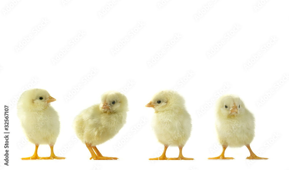 Fototapeta premium chicks