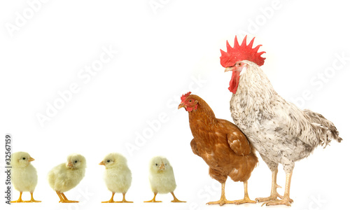 hen and cock