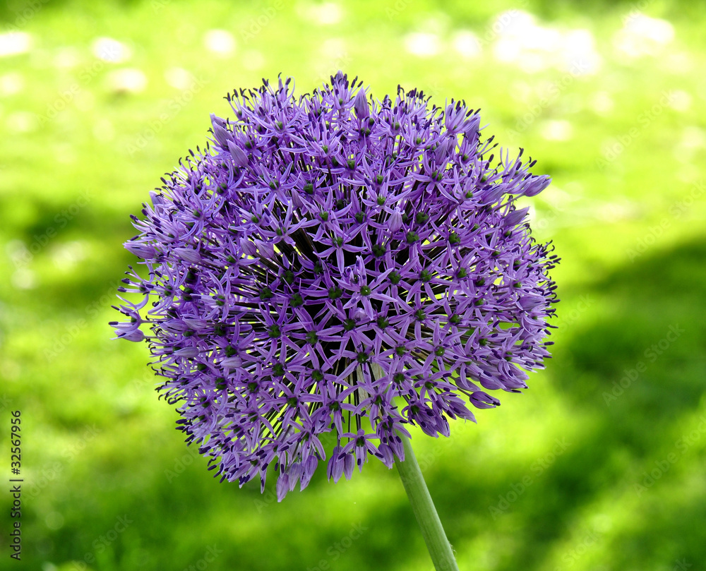 Zierlauch - Allium Zierlauch - Allium