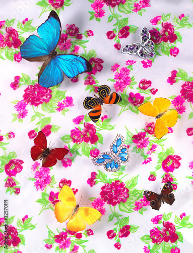 Butterflys