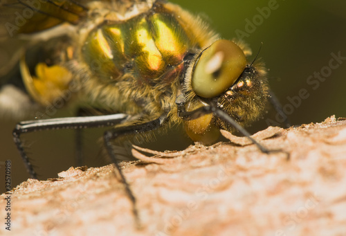 Somatochlora flavomaculata photo