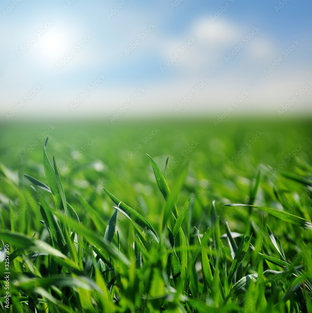 Obraz premium Grass