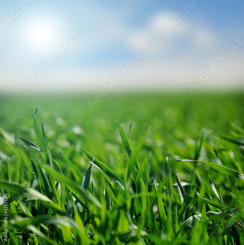 Grass