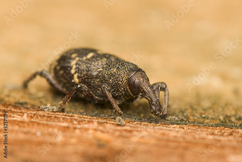Canvastavla Hylobius abietis