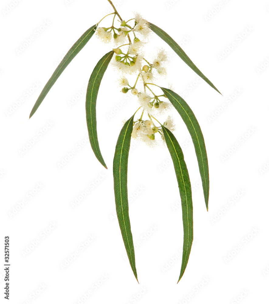 Fototapeta premium eucalyptus branch isolated on white background