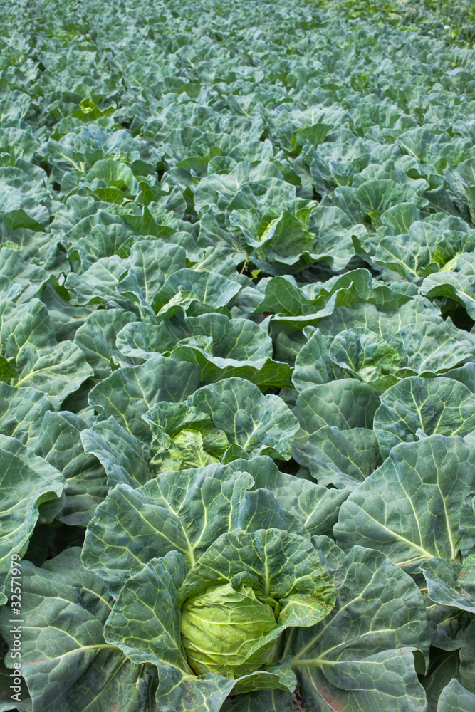 background[cabbage_field]_04