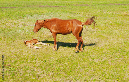 foal with mare