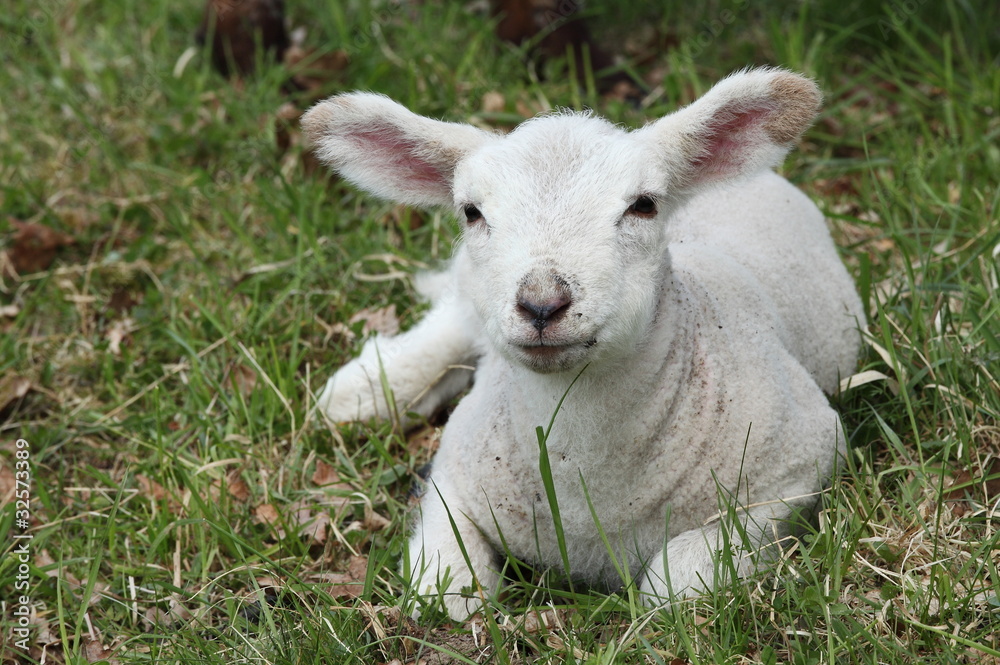 Fototapeta premium Young Spring Lamb