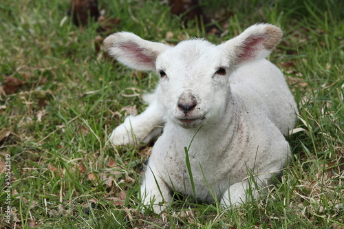 Young Spring Lamb